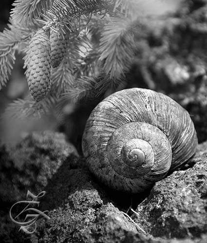 Fotografie z knihy Zvláštní znamení - Znamení zlatého řezu