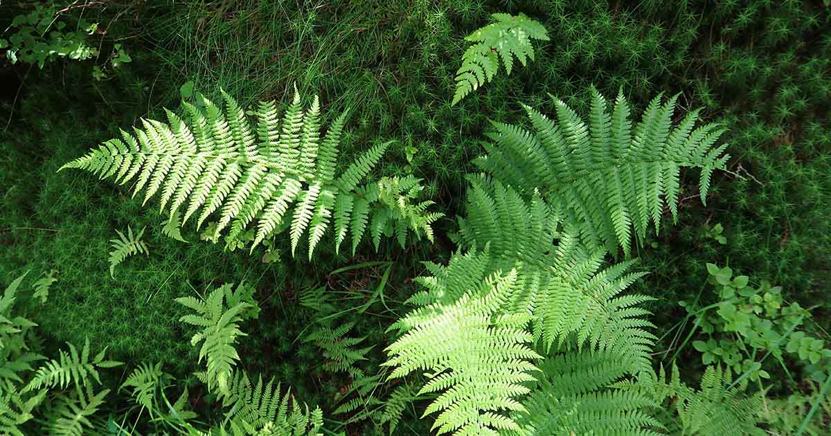 Kapradí jako přírodní fraktál - matematické vzory v rostlinách demonstrující krásu geometrie bez přímky v řádu